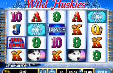 wild huskies bally online slots 
